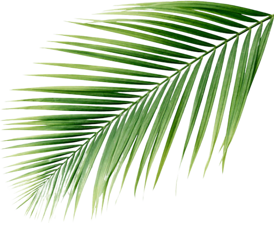 leaf palm